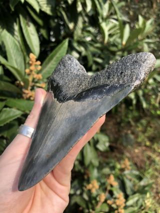 Huge Color 5.  21” Megalodon Tooth Fossil Shark Teeth 6