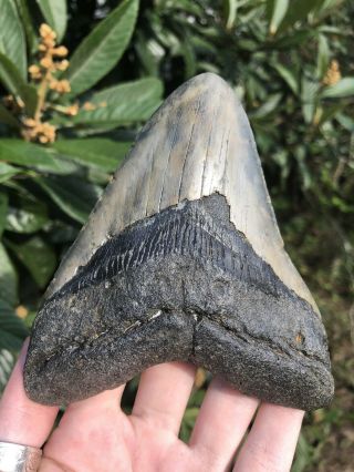 Huge Color 5.  21” Megalodon Tooth Fossil Shark Teeth 7