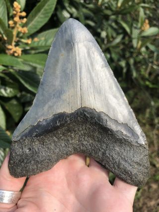 Huge Color 5.  21” Megalodon Tooth Fossil Shark Teeth 8