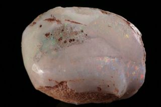 AESTHETIC Precious Opal after Fossil Clam Shell COOBER PEDY,  AUSTRALIA 11