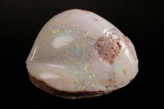 Aesthetic Precious Opal After Fossil Clam Shell Coober Pedy,  Australia