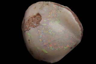 AESTHETIC Precious Opal after Fossil Clam Shell COOBER PEDY,  AUSTRALIA 2
