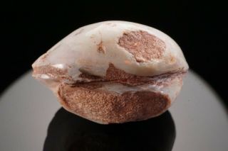AESTHETIC Precious Opal after Fossil Clam Shell COOBER PEDY,  AUSTRALIA 8