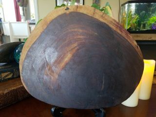 Large Round Petrified Wood Slab 12x10x1.  5 Unpolished Natural Coloring