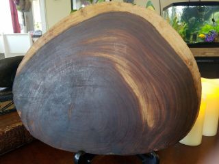 LARGE Round Petrified Wood Slab 12x10x1.  5 Unpolished Natural Coloring 2