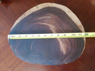 LARGE Round Petrified Wood Slab 12x10x1.  5 Unpolished Natural Coloring 3