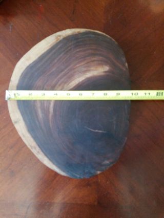 LARGE Round Petrified Wood Slab 12x10x1.  5 Unpolished Natural Coloring 4
