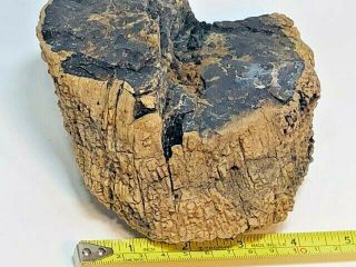 2.  90 Lb Petrified Palm Wood,  Fossil,  Crystal,  Gem