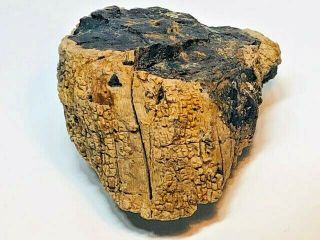 2.  90 LB Petrified Palm Wood,  Fossil,  Crystal,  Gem 8