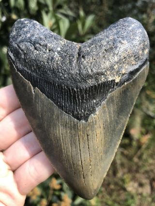 Huge Serrated 4.  70” Megalodon Tooth Fossil Shark Teeth