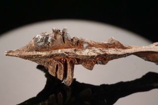 EXCEPTIONAL Native Silver Crystal HIMMELSFURST MINE,  GERMANY - Ex.  Obodda 7