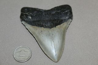 Megalodon Fossil Giant Shark Teeth Natural Large 3.  55 " Commercial Grade