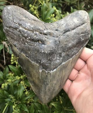 Huge Wide Monster 6.  32 " Megalodon Tooth Over 5 " Wide Fossil Shark Teeth