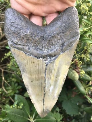Huge Colorful 5.  86 " Megalodon Tooth Fossil Shark Teeth