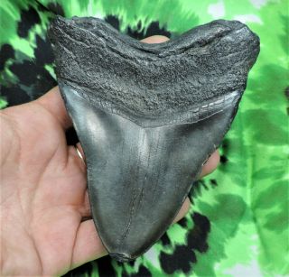 Megalodon Sharks Tooth 4 9/16  Inch No Restorations Fossil Sharks Tooth Teeth