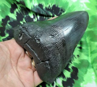 Megalodon Sharks Tooth 4 9/16  inch NO RESTORATIONS fossil sharks tooth teeth 2