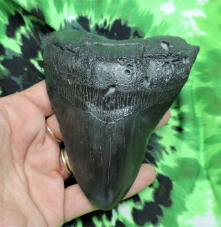 Megalodon Sharks Tooth 4 9/16  inch NO RESTORATIONS fossil sharks tooth teeth 3