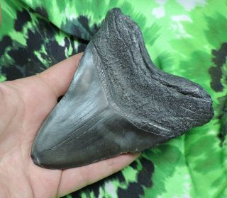 Megalodon Sharks Tooth 4 9/16  inch NO RESTORATIONS fossil sharks tooth teeth 4