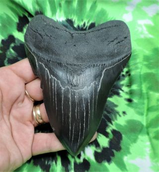 Megalodon Sharks Tooth 5 1/16  Inch No Restorations Fossil Sharks Tooth Teeth