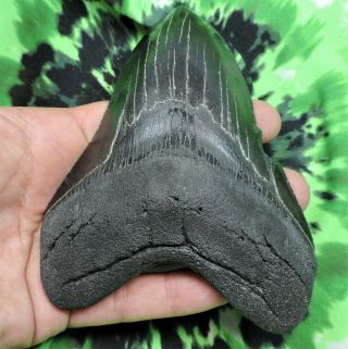 Megalodon Sharks Tooth 5 1/16  inch NO RESTORATIONS fossil sharks tooth teeth 2