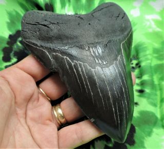 Megalodon Sharks Tooth 5 1/16  inch NO RESTORATIONS fossil sharks tooth teeth 3