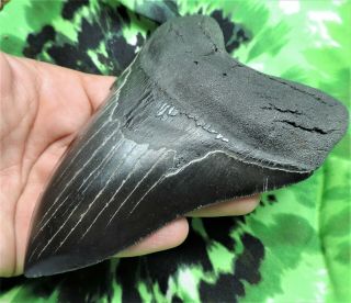 Megalodon Sharks Tooth 5 1/16  inch NO RESTORATIONS fossil sharks tooth teeth 4