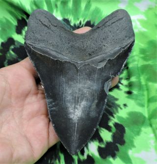 Megalodon Sharks Tooth 5 1/16  inch NO RESTORATIONS fossil sharks tooth teeth 5