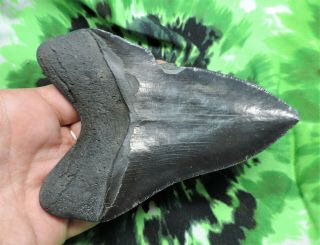 Megalodon Sharks Tooth 5 1/16  inch NO RESTORATIONS fossil sharks tooth teeth 6