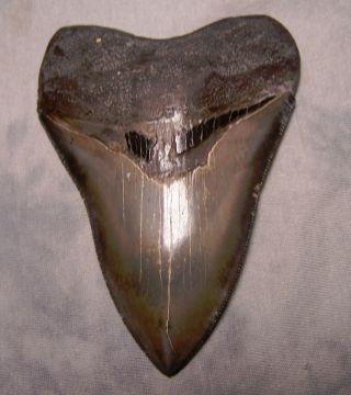 Megalodon Tooth 4 1/8 " Shark Teeth Fossil Jaw Megladon Meg Scuba Diver Huge Gem