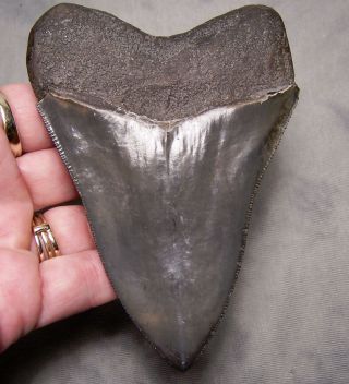 megalodon tooth 4 1/8 