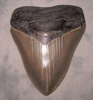 Megalodon Shark Tooth 5 " Fossil Teeth Jaw Megladon Meg Scuba Diver Giant Gem