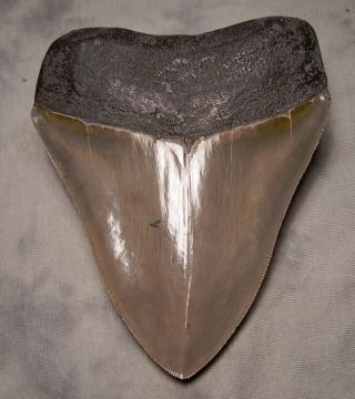 megalodon shark tooth 5 