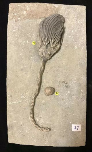 Collector Quality Crawfordsville,  In,  Crinoid Fossil