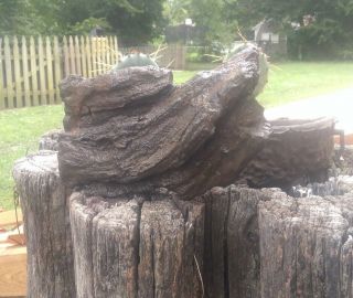 Petrified wood log 2