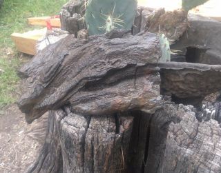 Petrified wood log 3