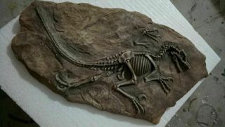Tyrannosaurus Rex Dinosaur Fossil Jurassic Cretaceous 160 Million Years Old