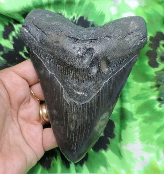 Megalodon Sharks Tooth 5 1/2  Inch No Restorations Fossil Sharks Teeth Tooth