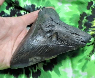Megalodon Sharks Tooth 5 1/2  inch NO RESTORATIONS fossil sharks teeth tooth 2