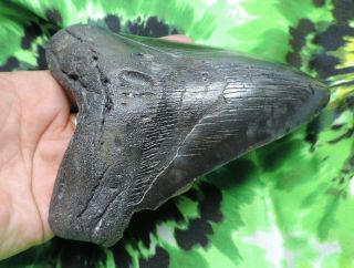 Megalodon Sharks Tooth 5 1/2  inch NO RESTORATIONS fossil sharks teeth tooth 3