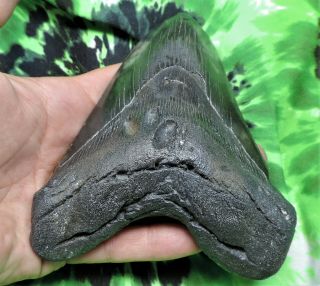 Megalodon Sharks Tooth 5 1/2  inch NO RESTORATIONS fossil sharks teeth tooth 4