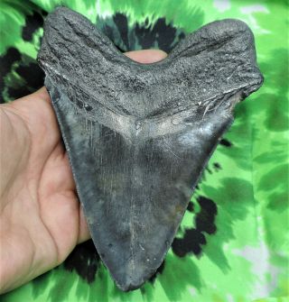 Megalodon Sharks Tooth 5 1/2  inch NO RESTORATIONS fossil sharks teeth tooth 5
