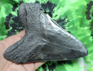 Megalodon Sharks Tooth 5 1/2  inch NO RESTORATIONS fossil sharks teeth tooth 6