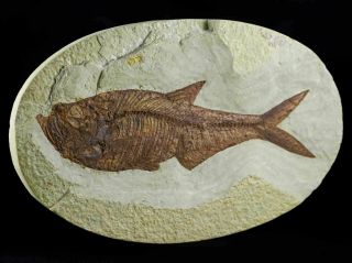 Xxxl 7.  2 In Diplomystus Dentatus Fossil Fish Oval Green River Formation Wyoming