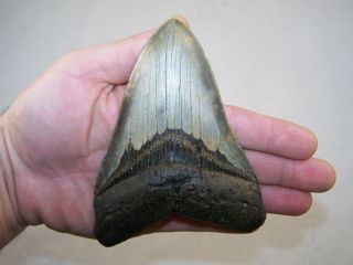 5.  51 Inch Megalodon Fossil Shark Tooth Teeth - 9.  8 Oz - Tooth Stand