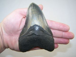 5.  32 Inch Megalodon Fossil Shark Tooth Teeth - 9.  0 Oz - Tooth Stand