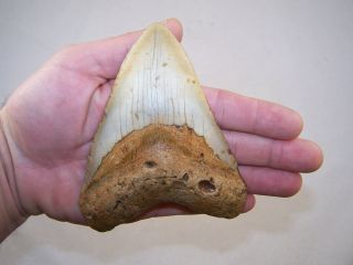 5.  15 Inch Megalodon Fossil Shark Tooth Teeth - 9.  6 Oz - Tooth Stand