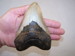 5.  86 Inch Megalodon Fossil Shark Tooth Teeth - 13.  4 Oz - Tooth Stand