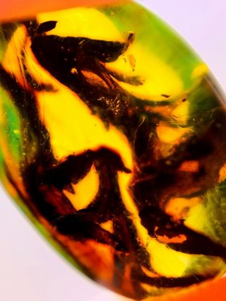 S240 - Strange Plant In Fossil Burmite Insect Amber Cretaceous Dinosaur Age