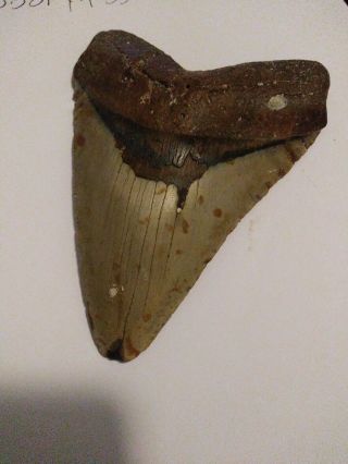 5.  67 " Megalodon Shark Tooth Fossil 100 Authentic