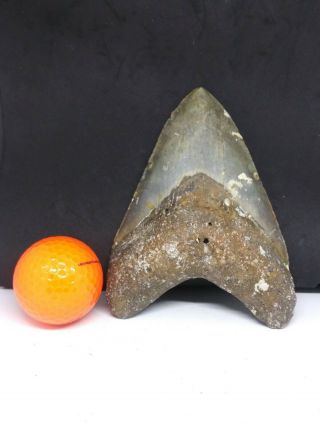5.  20 " Megalodon Shark Tooth Fossil 100 Authentic